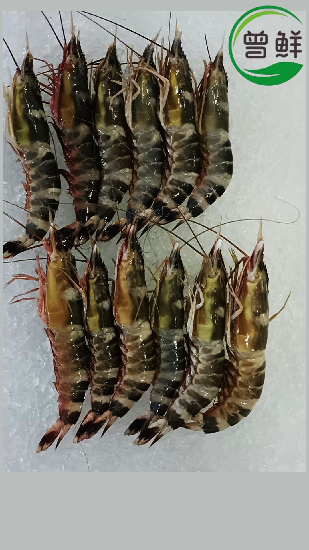 马达虾/彩虹花虾 [ Mata Hei / Police Prawn ]