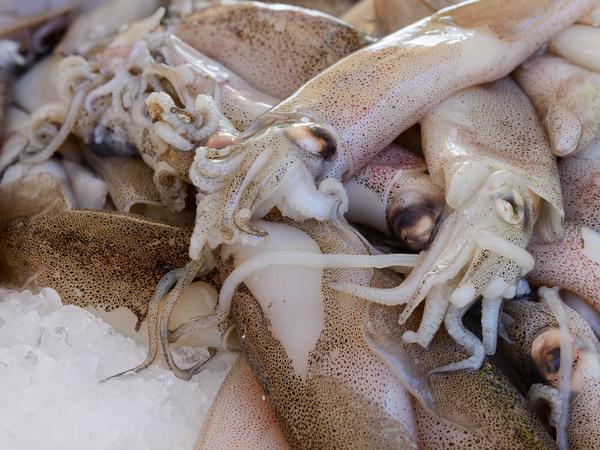 Calamars 