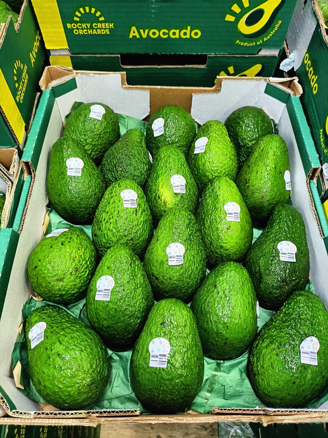 AUS jumbo Hass Avocado