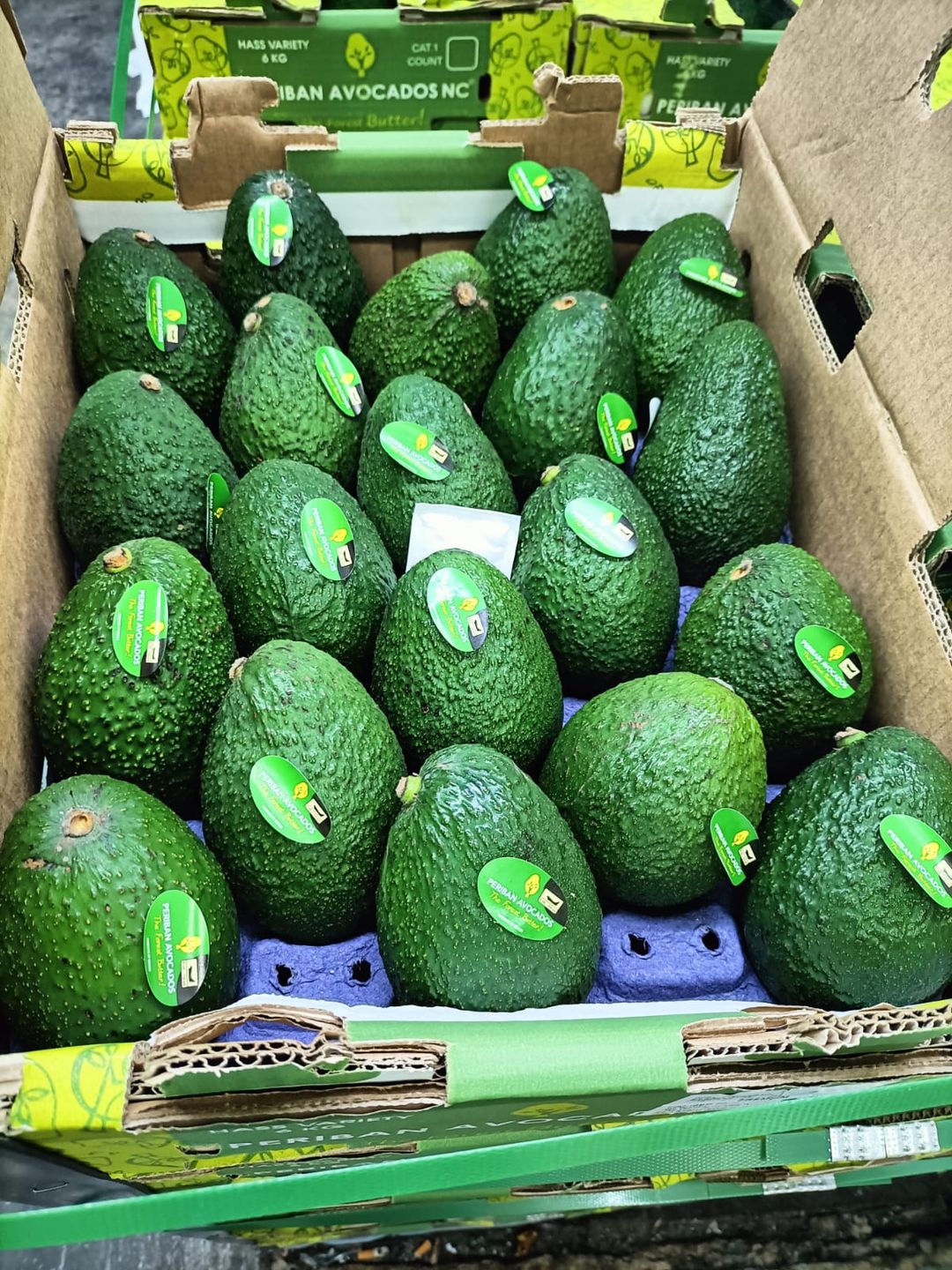 MEX Premium jumbo Hass Avocado 