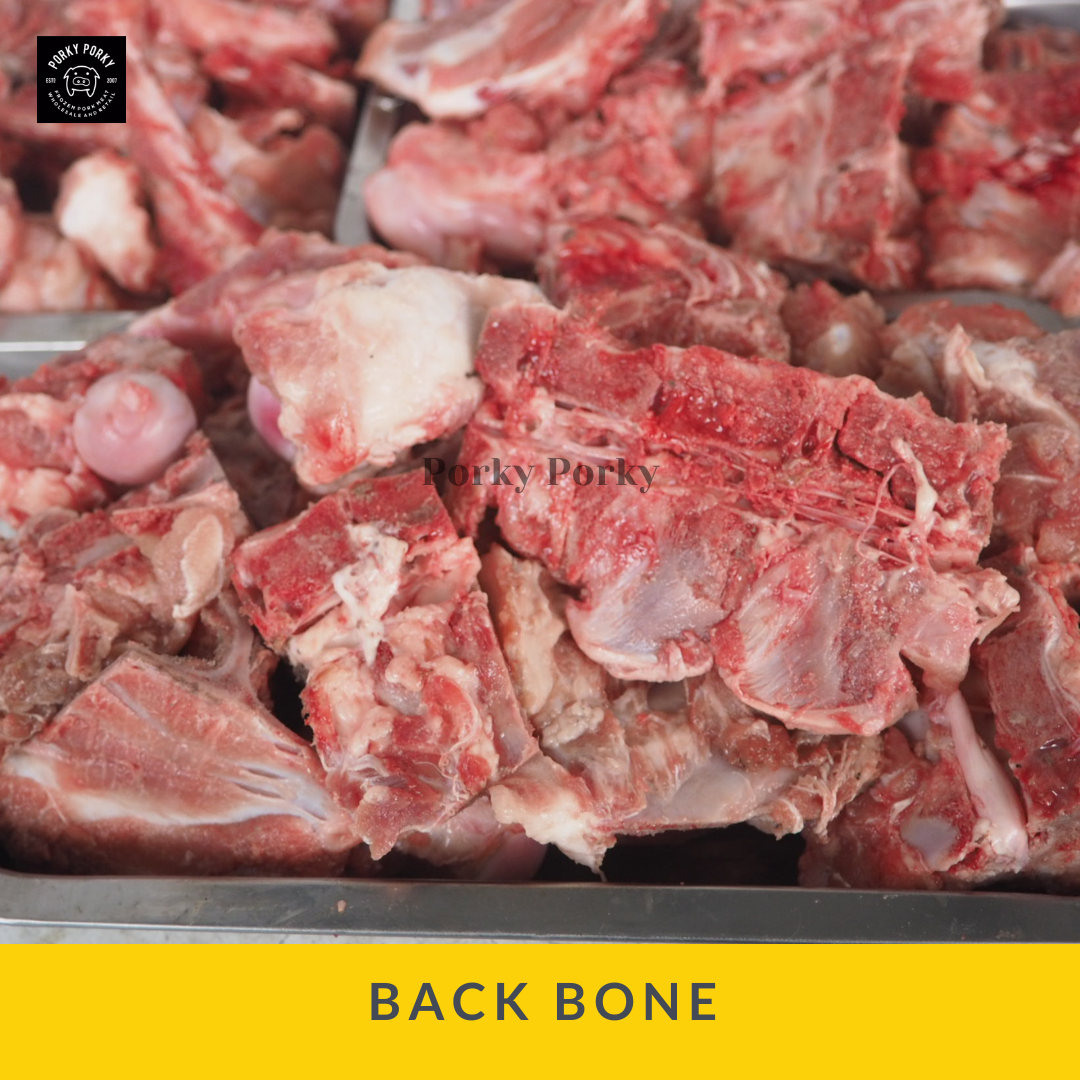 Back bone / Tulang punggung