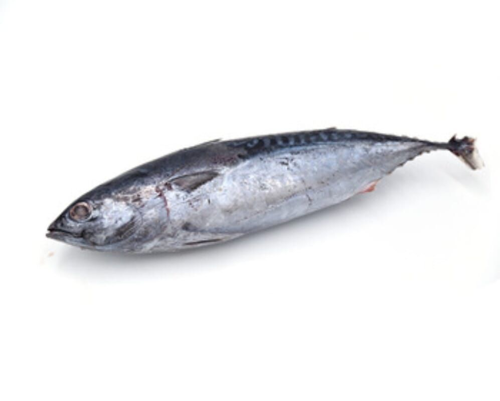 Tenggiri, Whole Fish / 500 gr