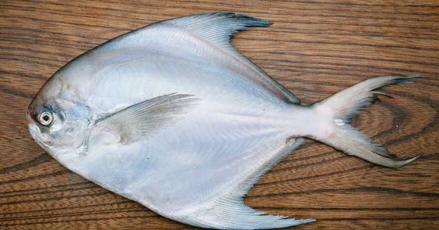 Bawal Laut Putih / 500 gr