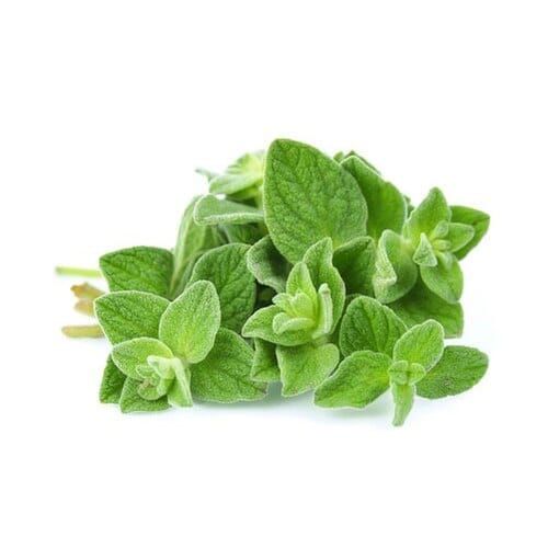 Oregano Fresh / 100 gr