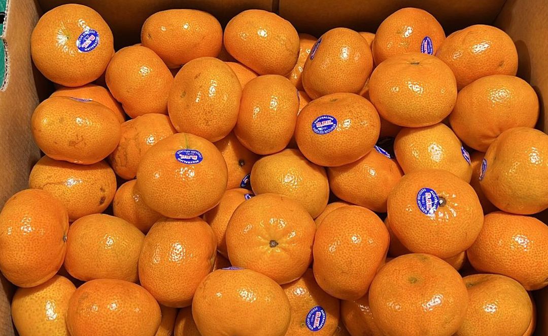 Aust Afourer Mandarin (Large)