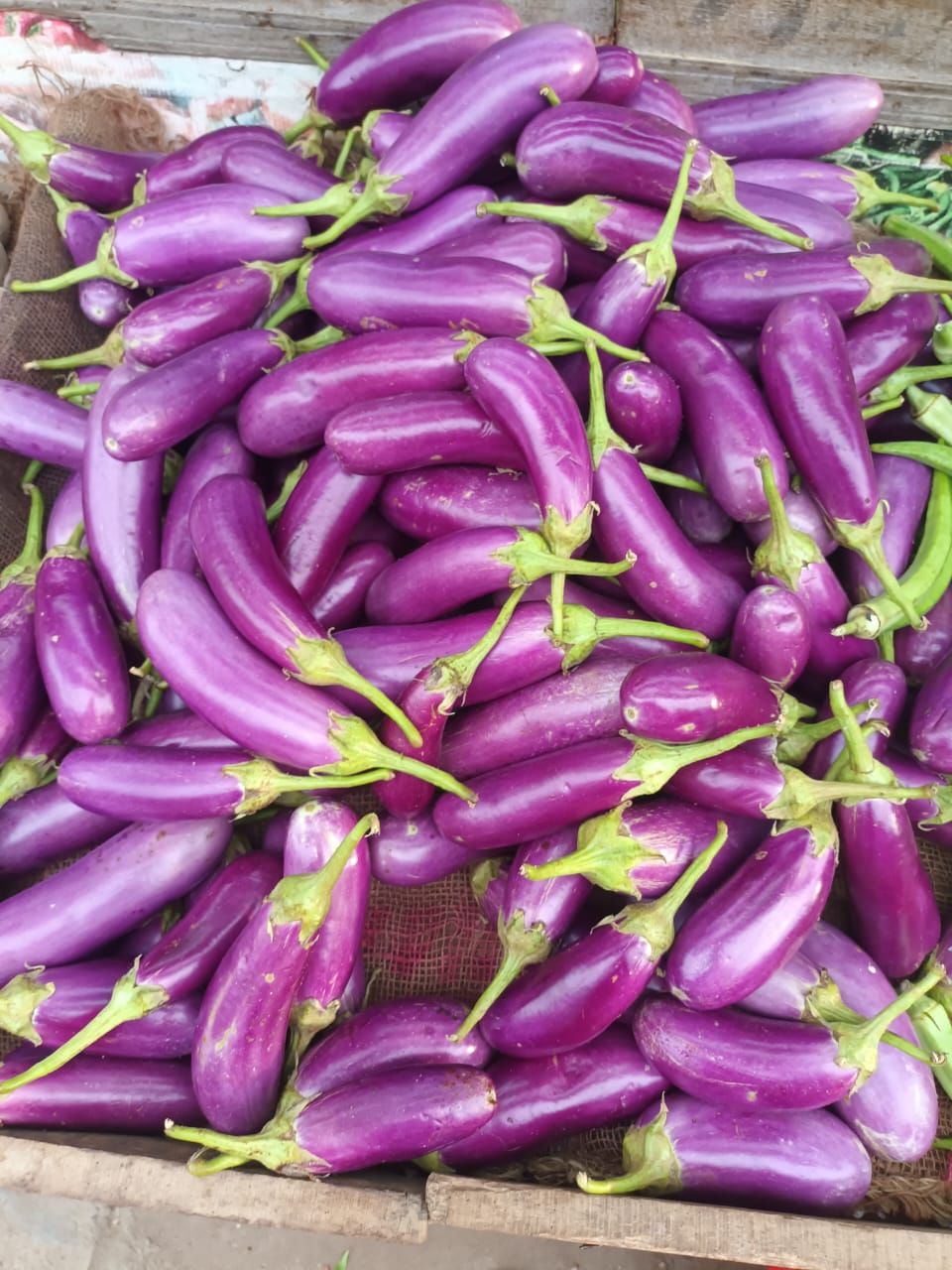 Brinjal கத்தரிக்காய்