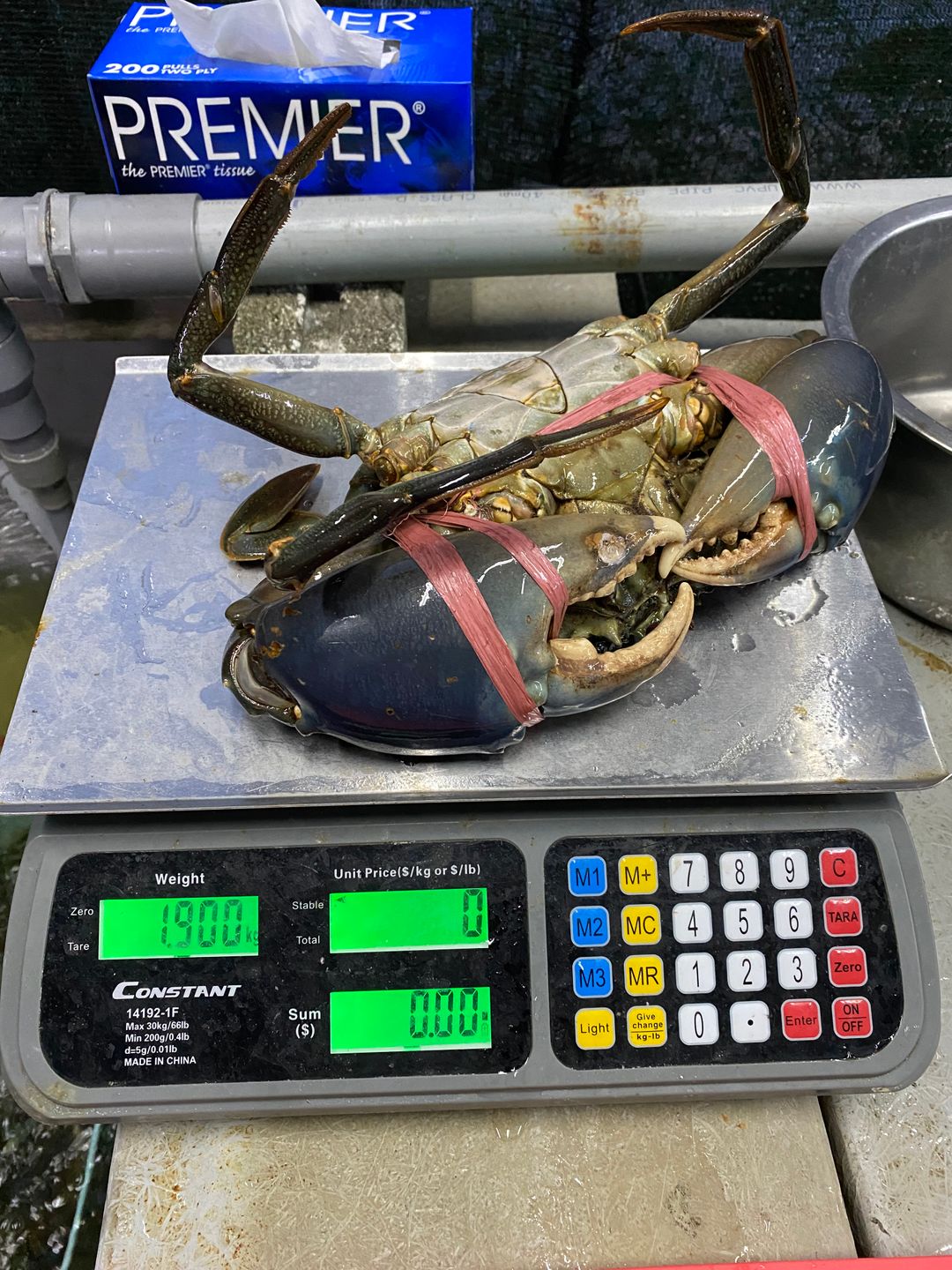 巨大肉蟹 GAINT BIG CRAB Pre-Order