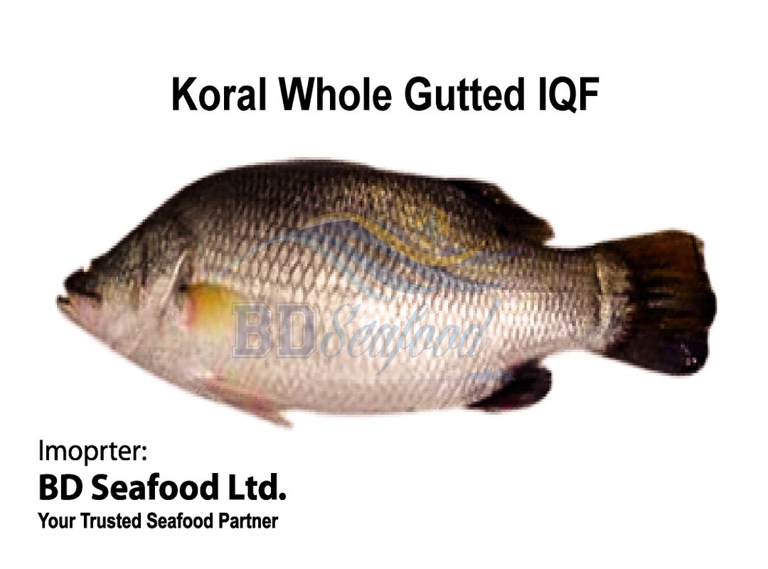 Koral Whole Gutted IQF