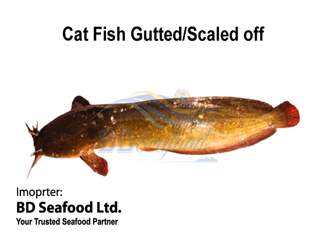 Cat Fish Gutted/Scaled off