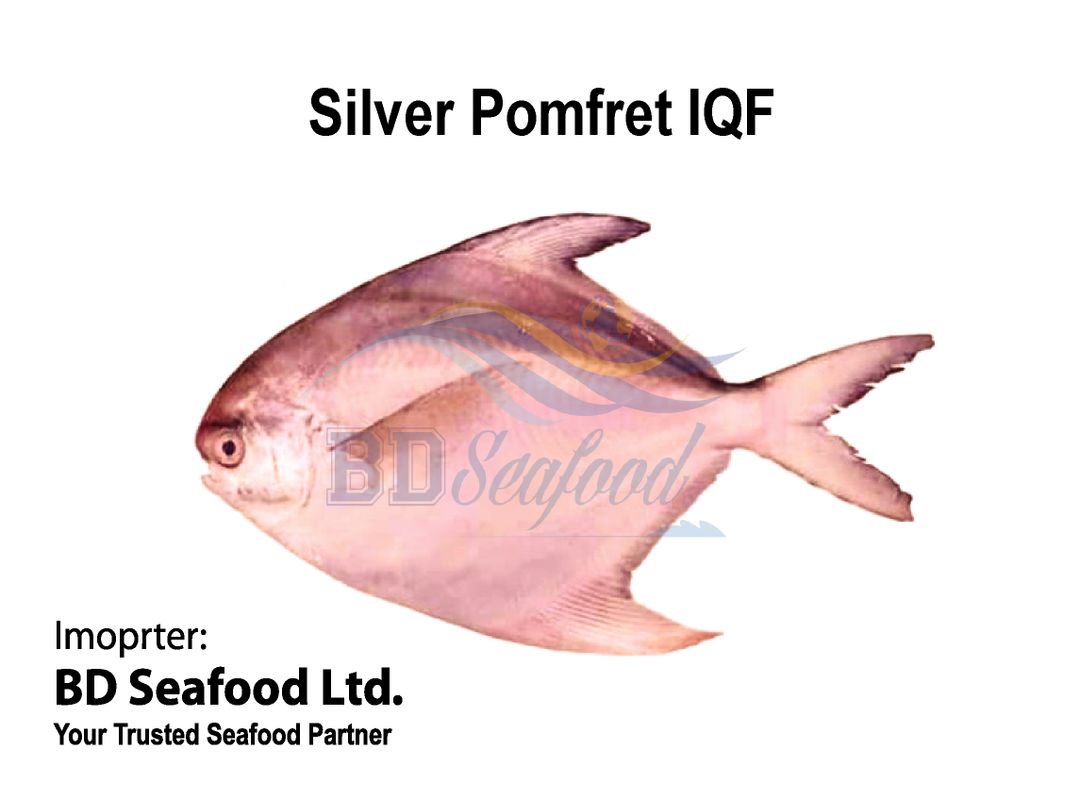 Silver Pomfret IQF (OUT OF STOCK)