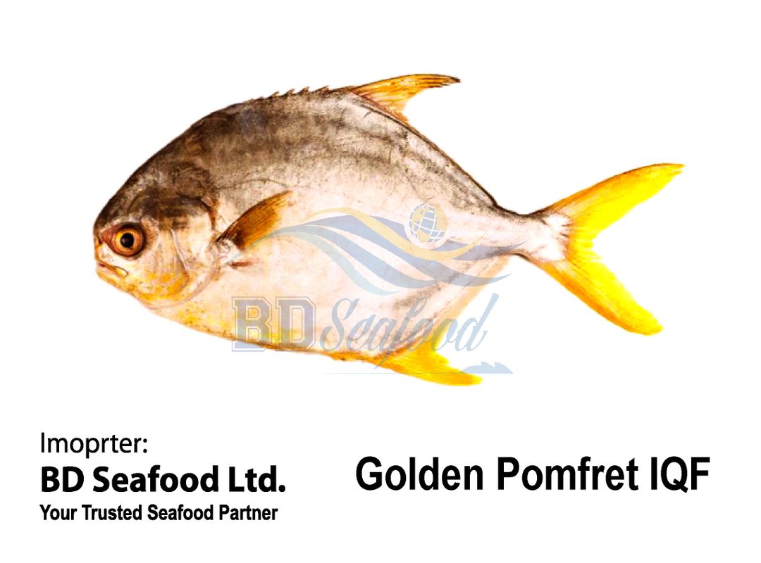 Golden Pomfret IQF