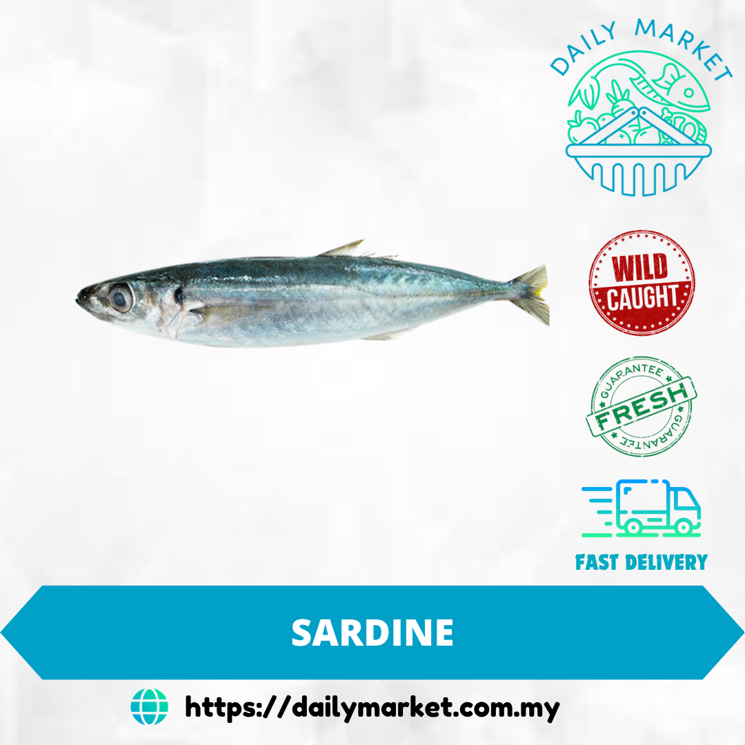 SARDINE | IKAN SARDIN | 沙丁鱼 @ DAILY MARKET