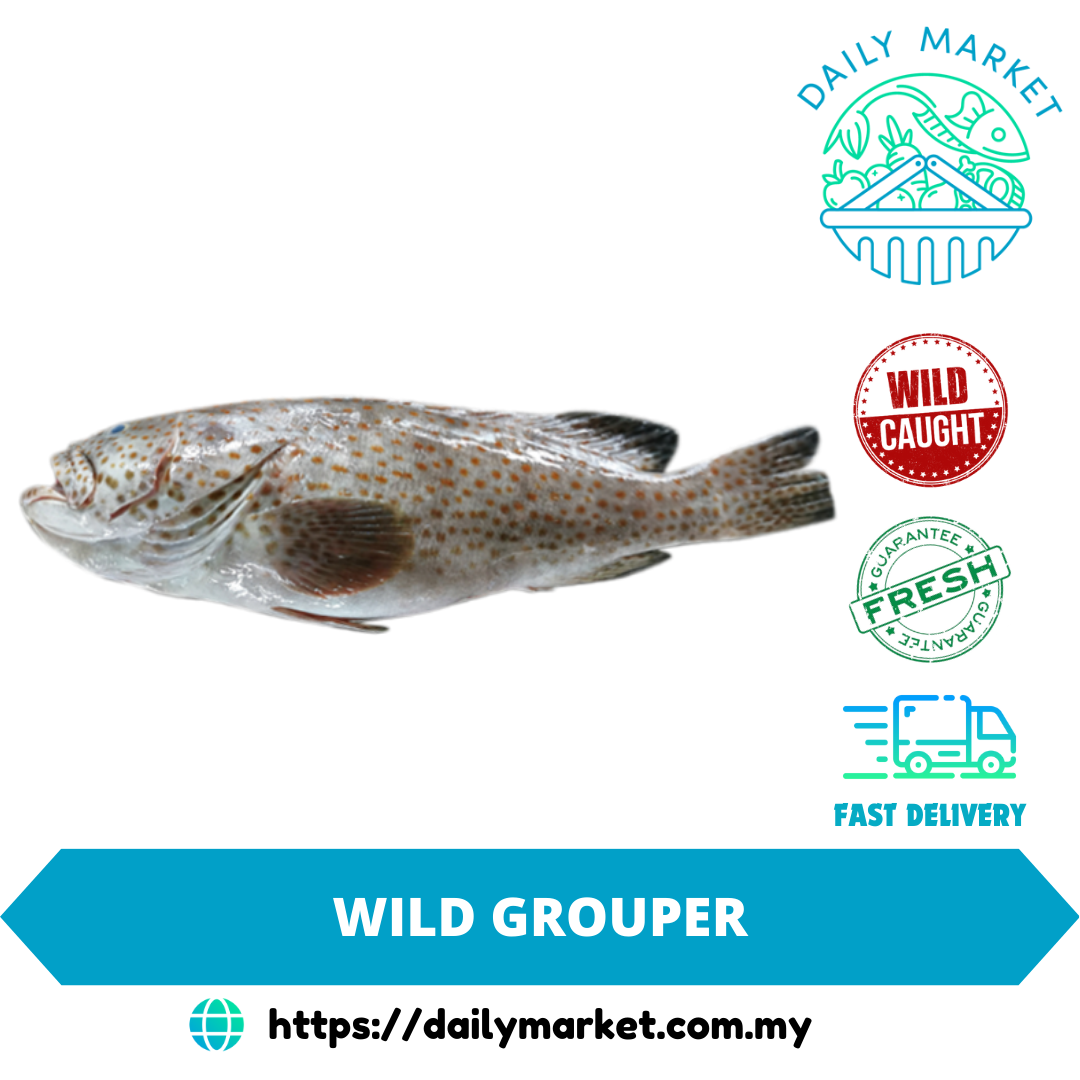  WILD GROUPER | IKAN KERAPU LIAR | 石斑鱼 @ DAILY MARKET