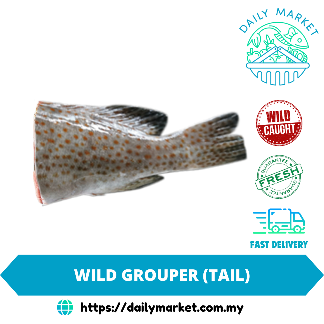 WILD GROUPER (TAIL) | IKAN KERAPU LIAR (EKOR) | 石斑鱼尾 @ DAILY MARKET