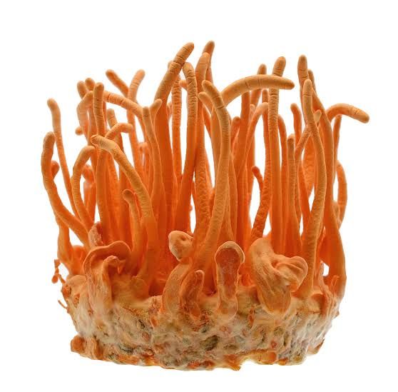 Cordyceps 60 Caps