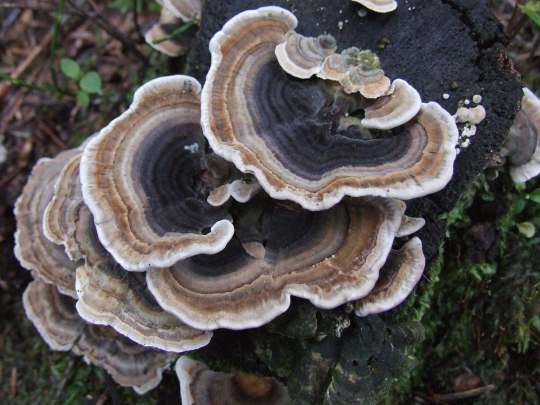 Turkey Tail 60 Caps
