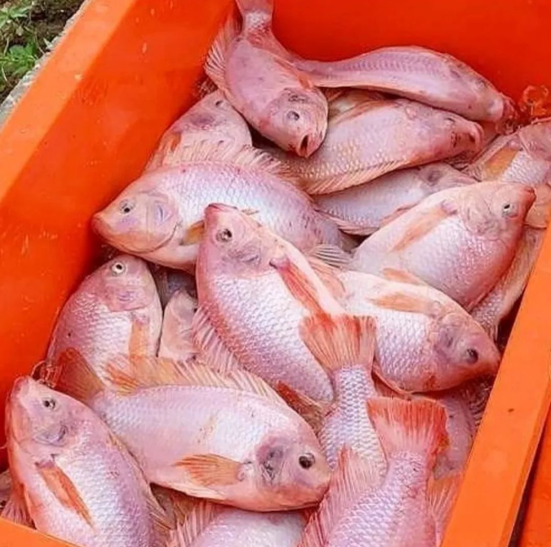 Talapia Merah