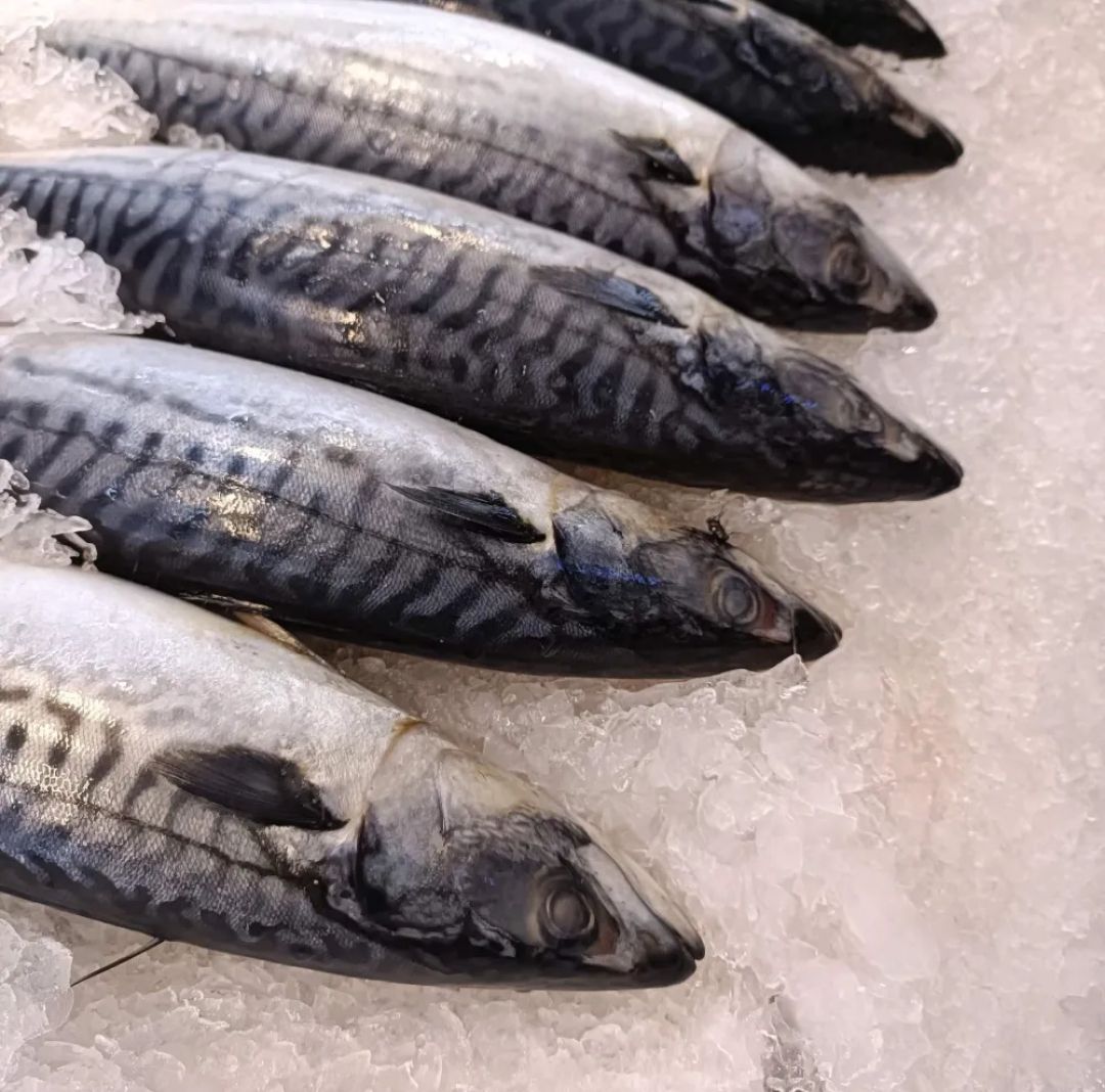 Saba Mackerel