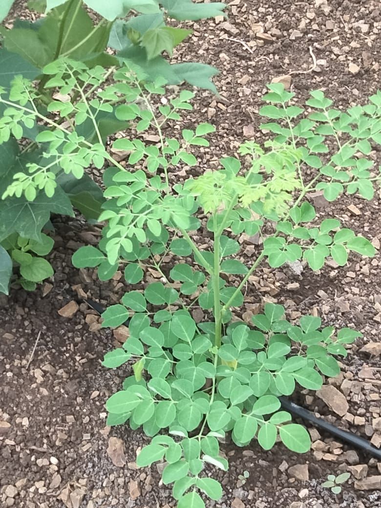 PKM 1 Moringa Seeds 100gm