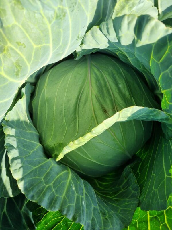 Cabbage - Chopped