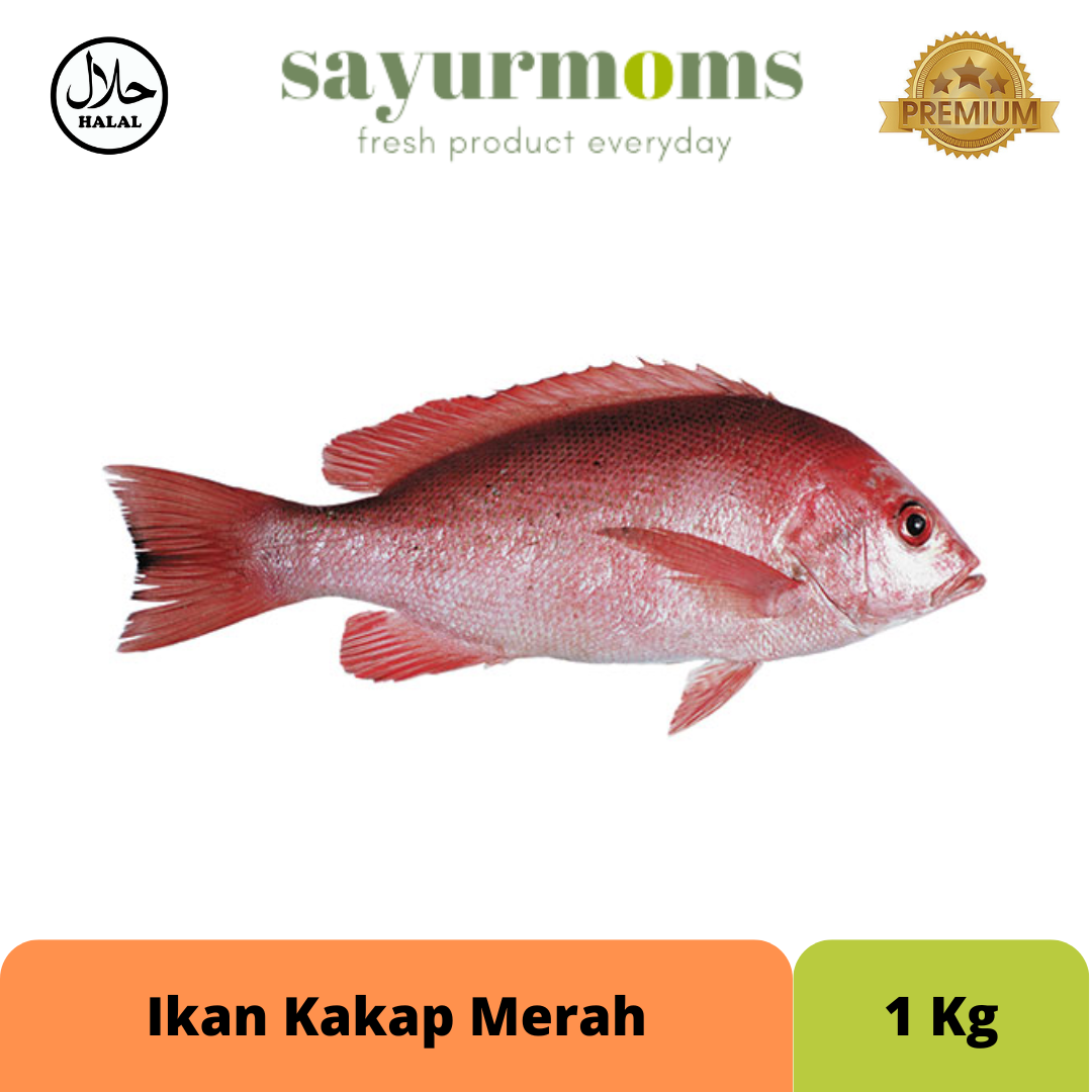 Ikan Kakap Merah