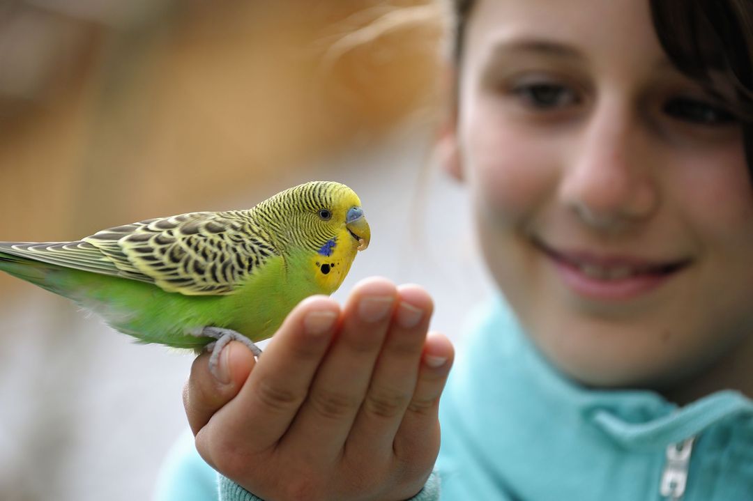 Budgies 