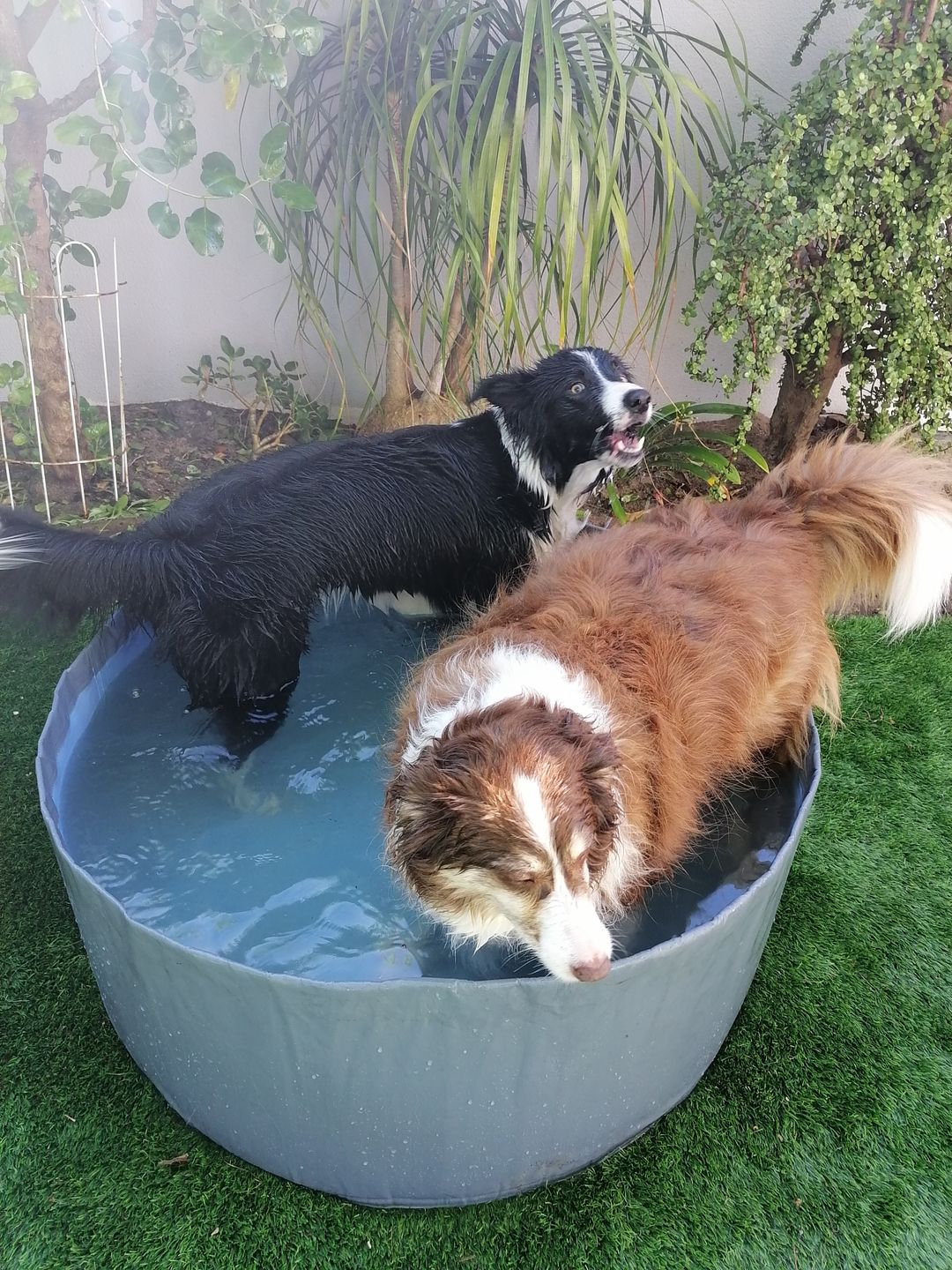 Doggie Pool 1m x 350mm 