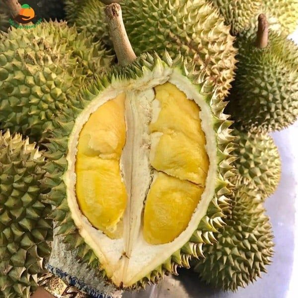 Durian 6ri Viet nam