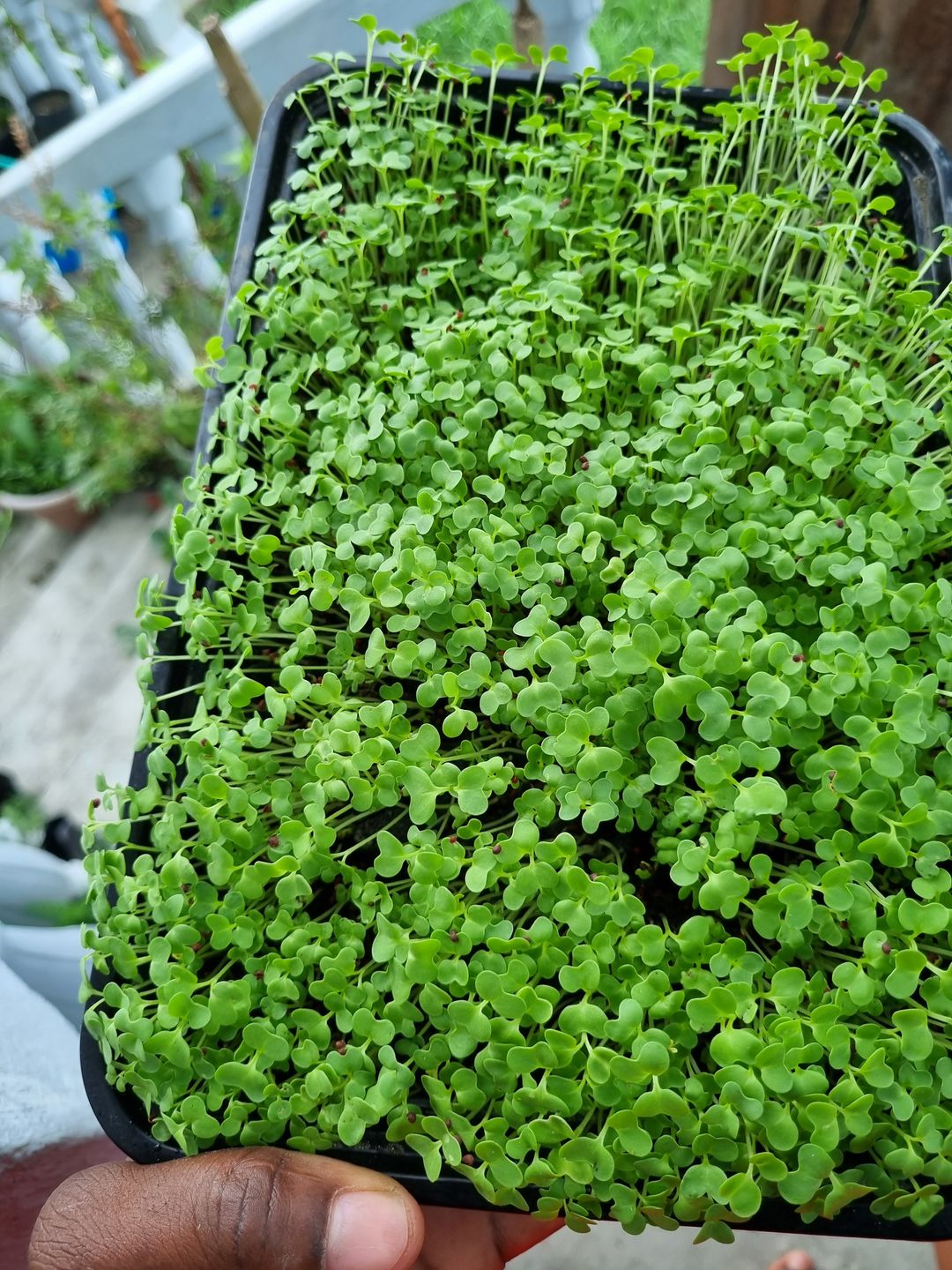 Super Spicy Greens Microgreen Mix