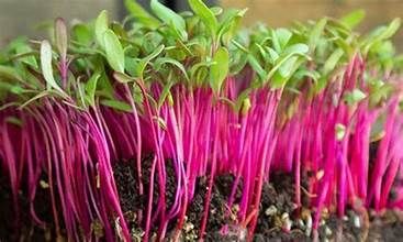 Beet MicroGreens