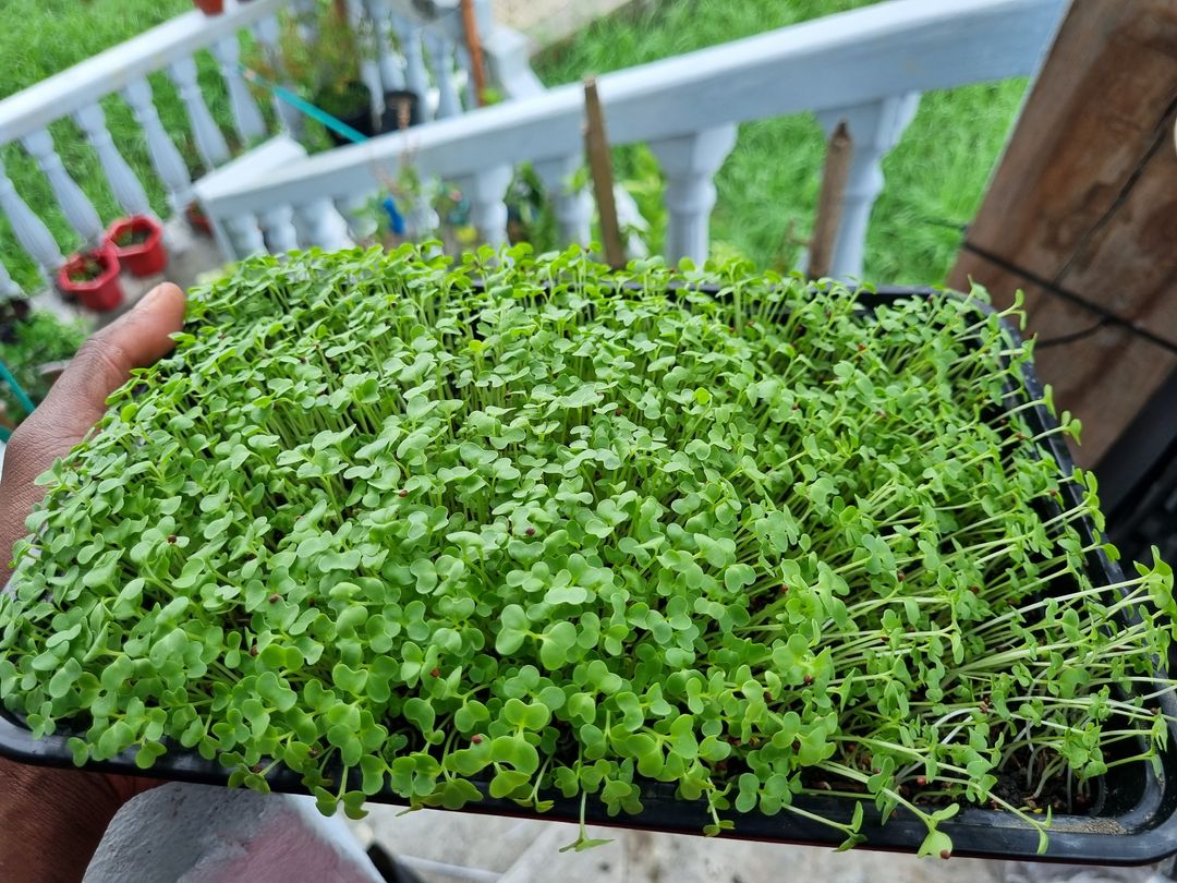 Mustard MicroGreens