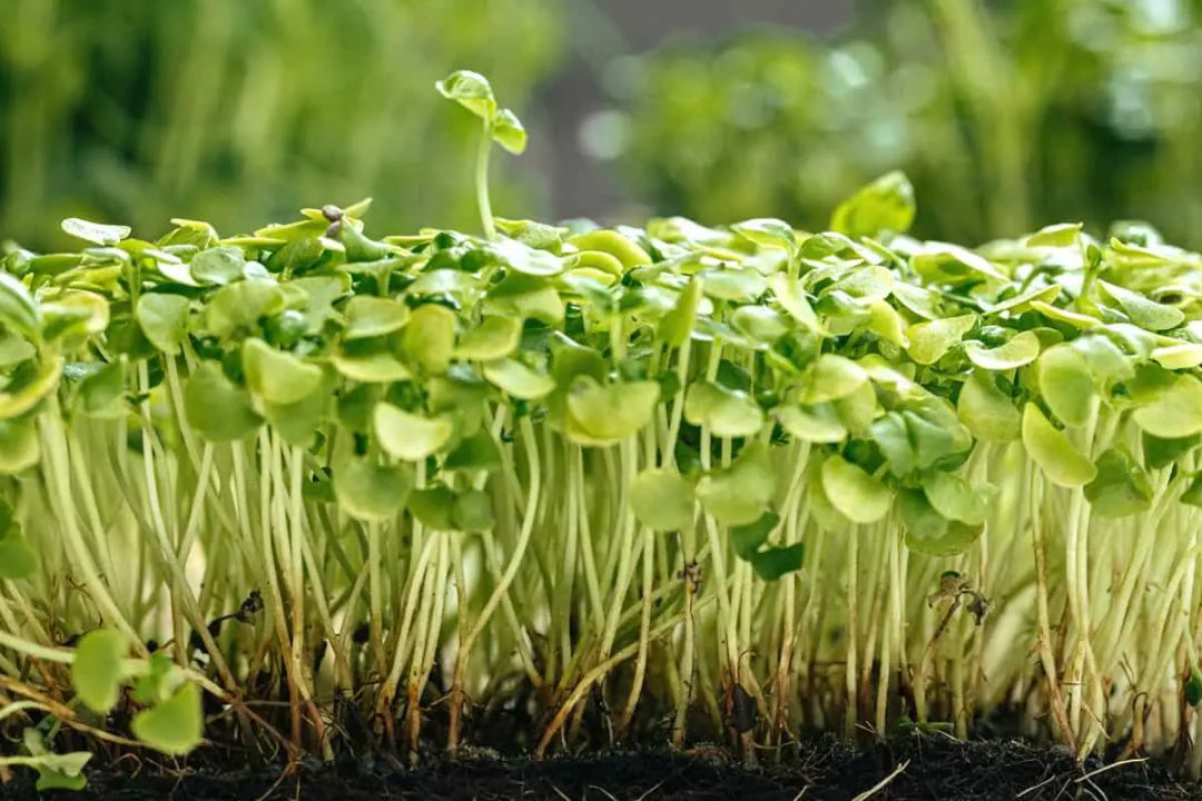 Kale Trio Microgreen Mix