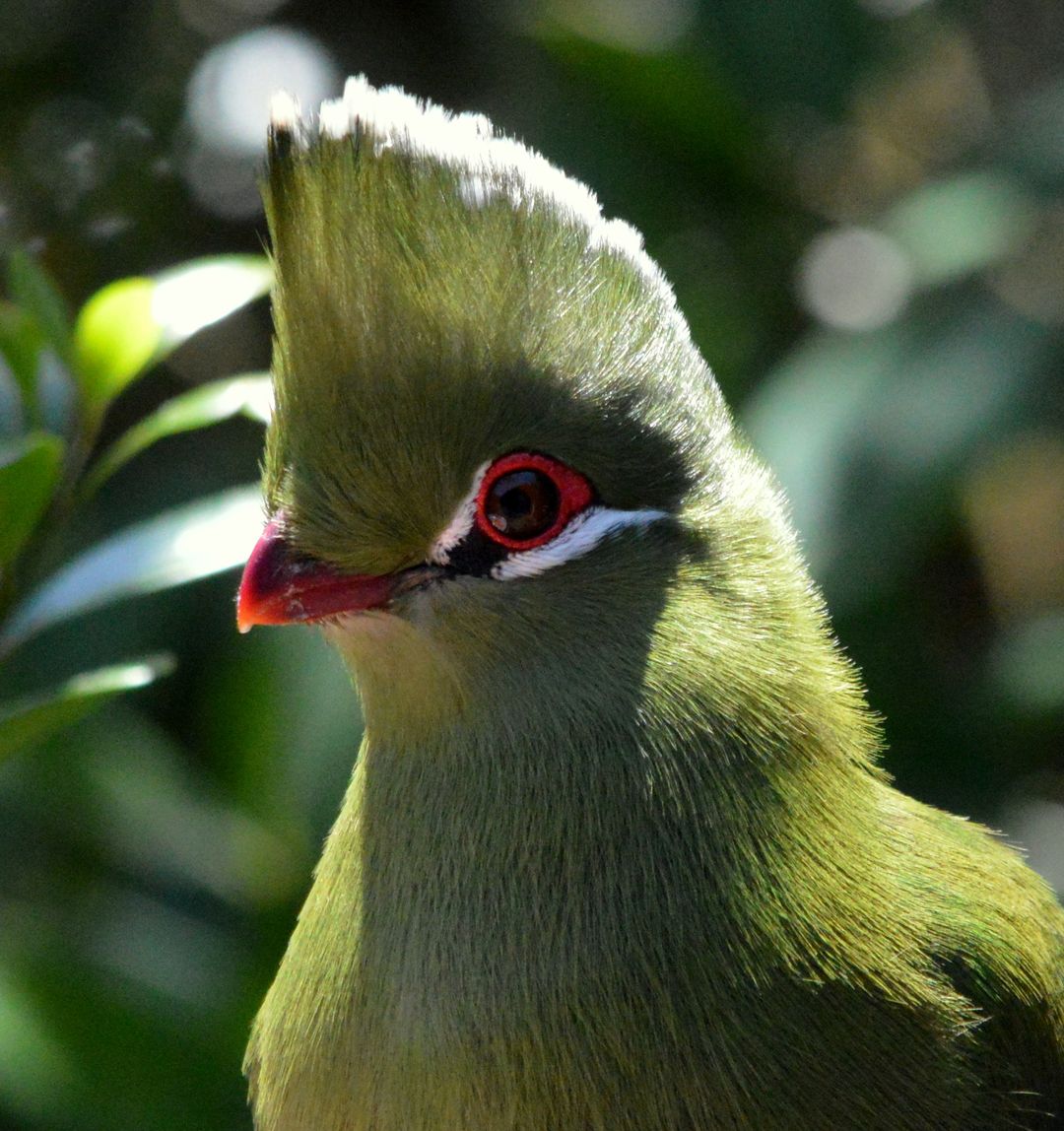 Birdwatching Walk - Garden Route