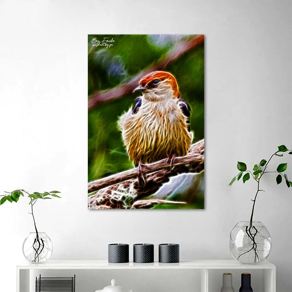 Greater Striped Swallow