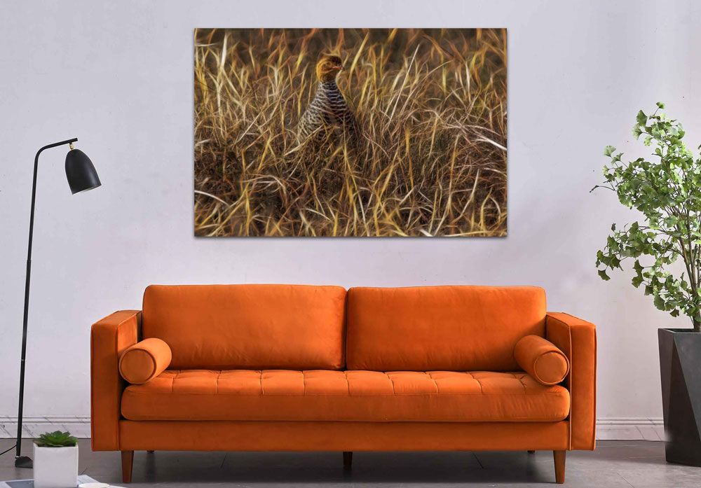 Coqui Francolin