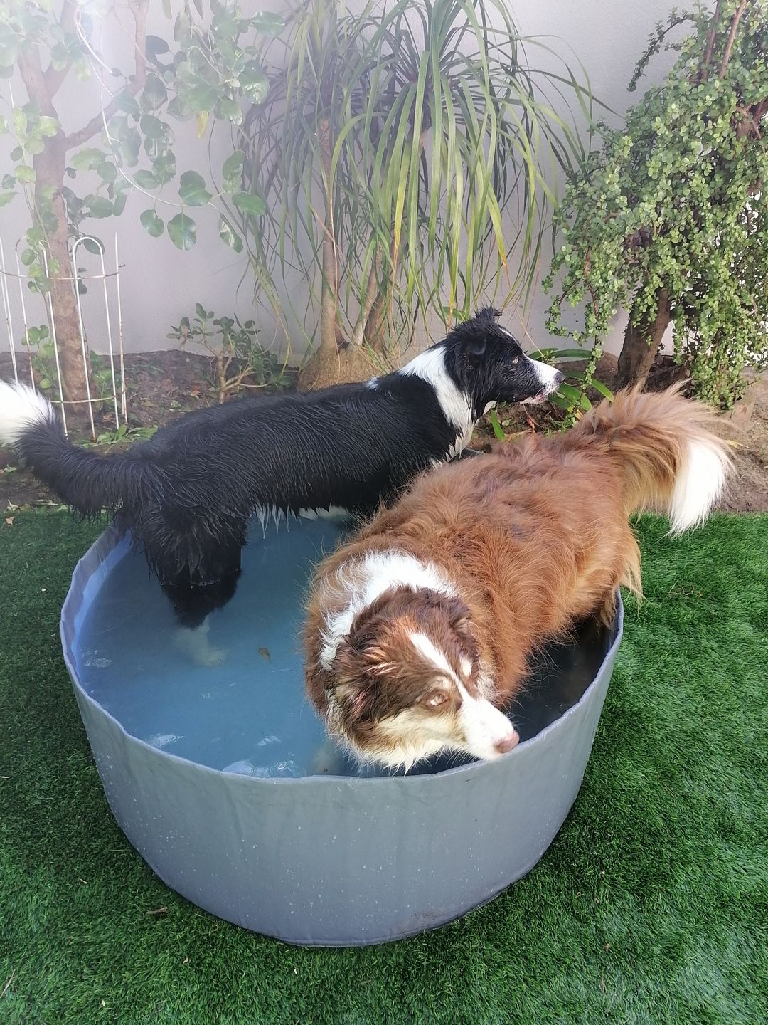 Doggie Pool Extra Depth Blue