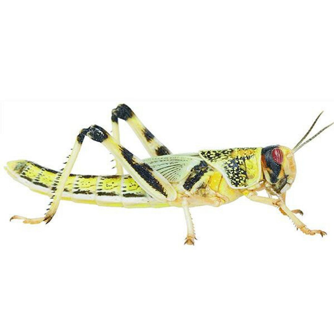 1. Small Locusts PRE PACK