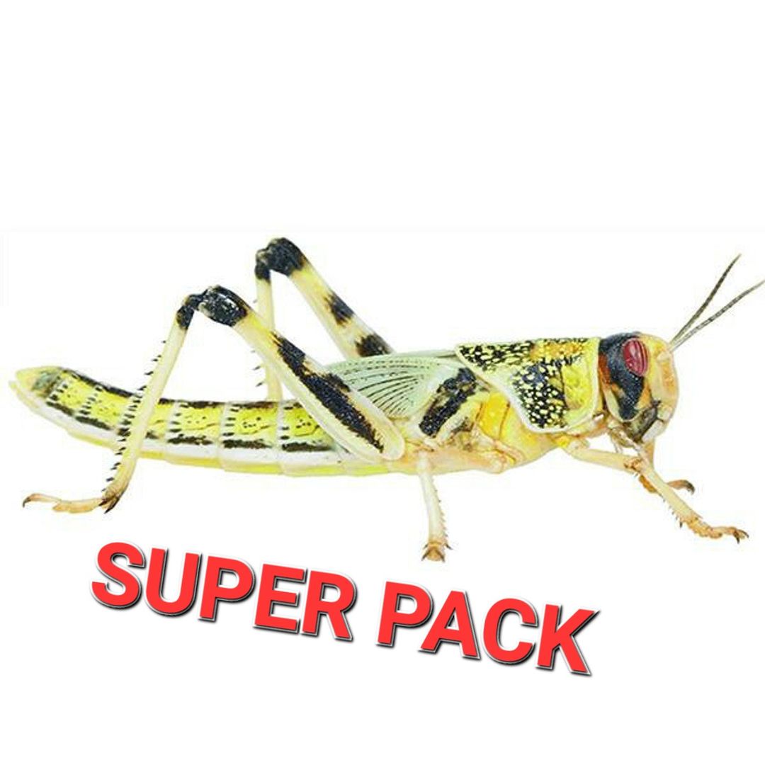 4. Extra Large Locusts SUPER PACK