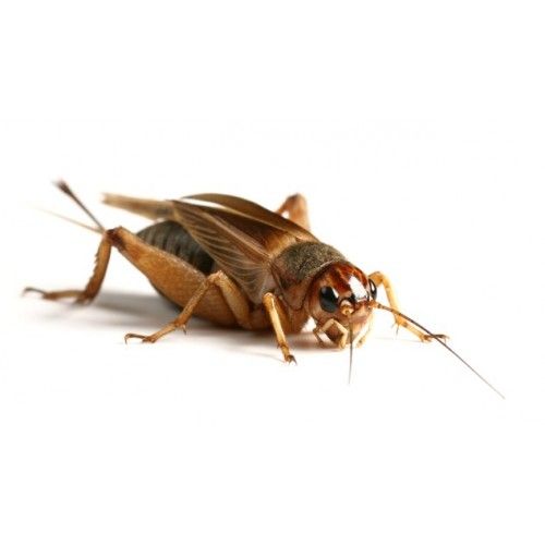 Medium Small Silent Crickets Pre Pack