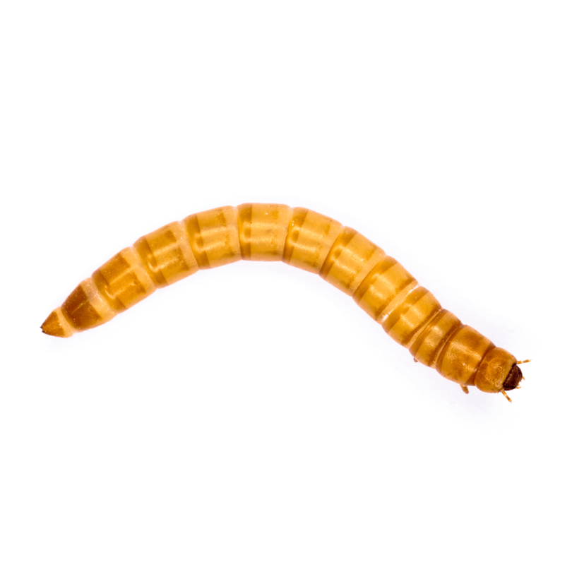 Mealworm Pre Pack