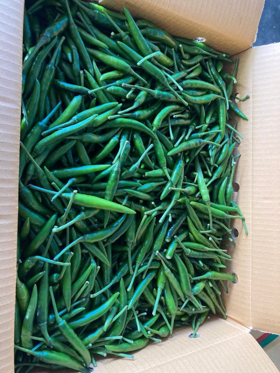 Small Green Chilli / Cili Thai Hijau / 小青椒