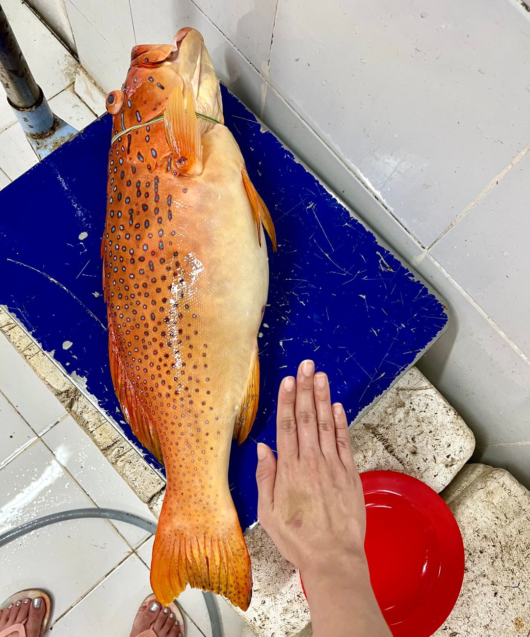 Coral spotted grouper (7星斑)