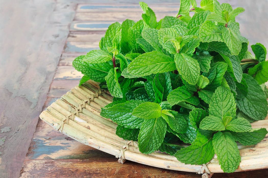 Mint Leaves (Fordino)