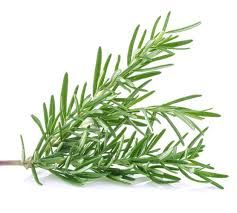 Rosemary 