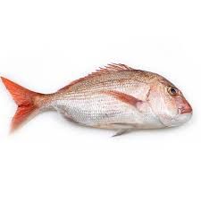 Snapper(whole)