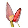 Keselmuwa (Banana Blossom)