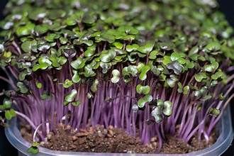 Purple Cabbage