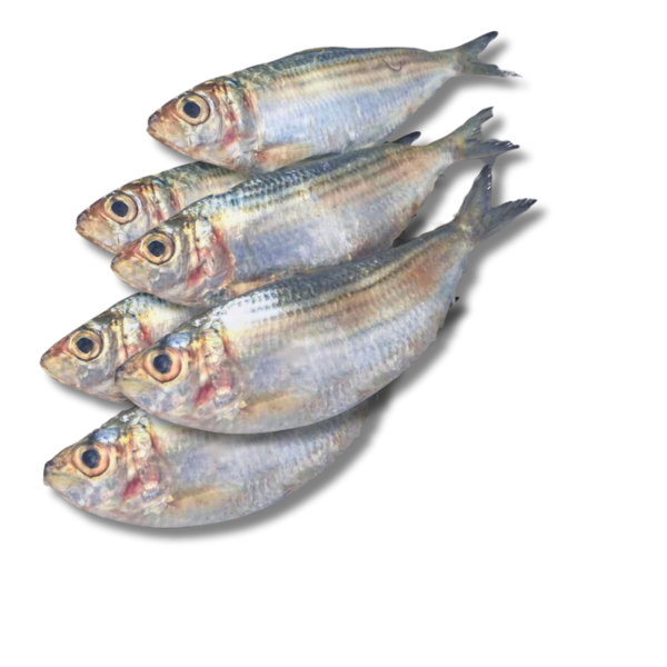 Fresh Sudaya Fish