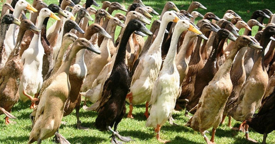 Indian runner ducks