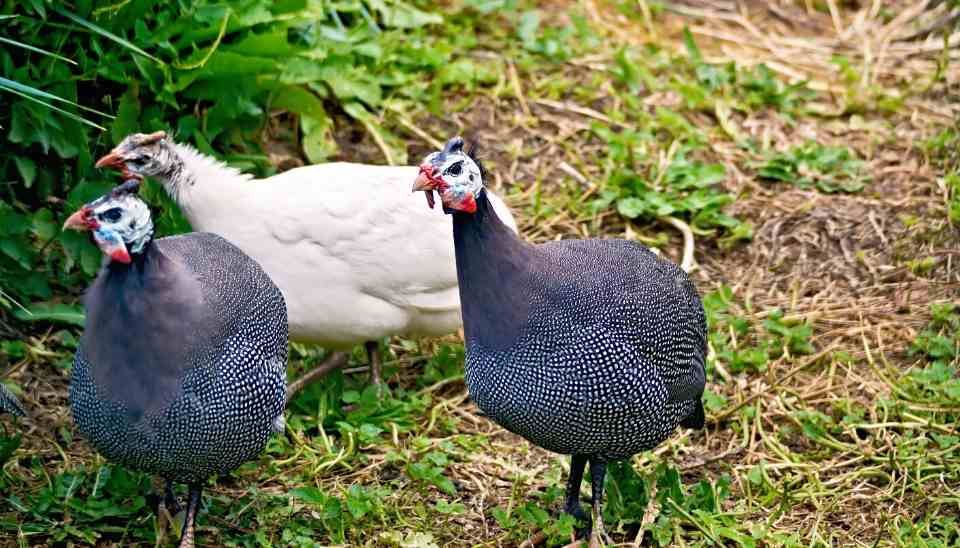 Guinea fowl